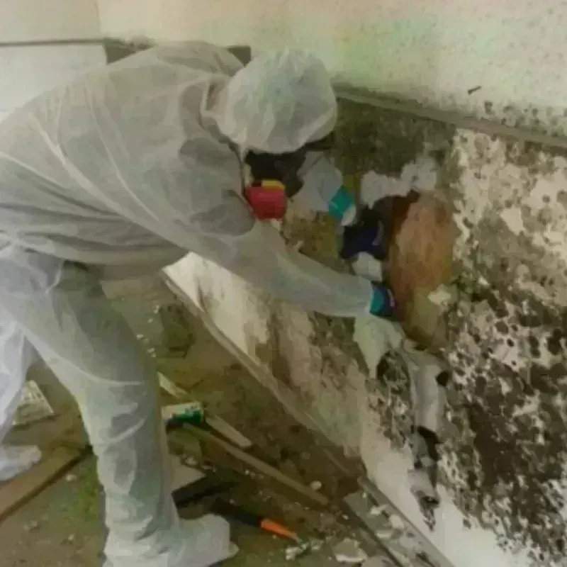 Mold Remediation and Removal in Millinocket, ME